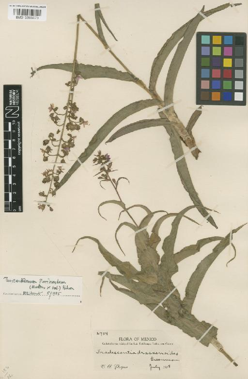 Thyrsanthemum floribundum (M.Martens & Galeotti) Pichon - BM013399070
