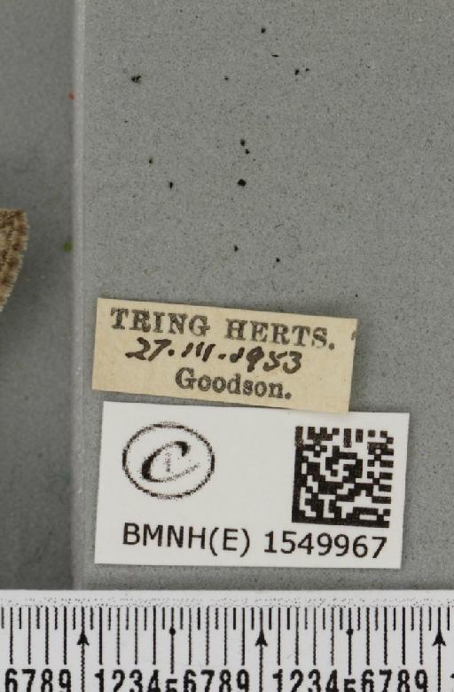 Achlya flavicornis galbanus Tutt, 1891 - BMNHE_1549967_label_239689