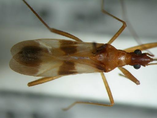 Phasmosoma hoboberlandti Kiritshenko - Hemiptera: Phasmosoma Hob