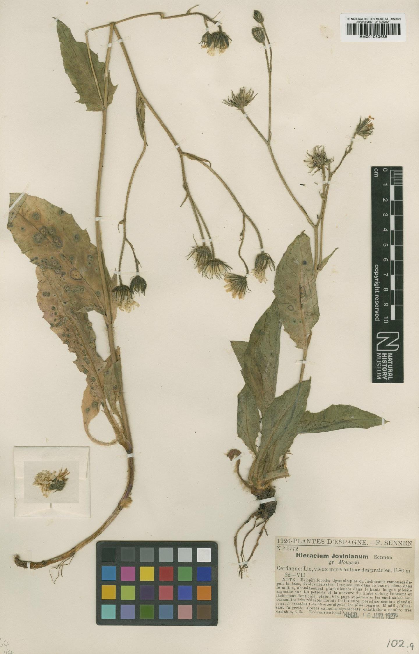 To NHMUK collection (Hieracium mougeotii Froel.; TYPE; NHMUK:ecatalogue:2398062)