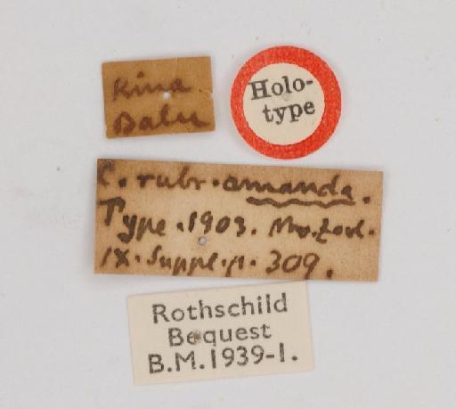 Callambulyx amanda Rothschild & Jordan, 1903 - Callambulyx amanda 983920 labels