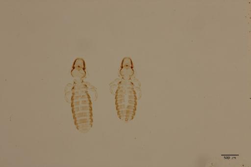 Degeeriella storeri Elbel & Price, 1973 - 010149362_specimen