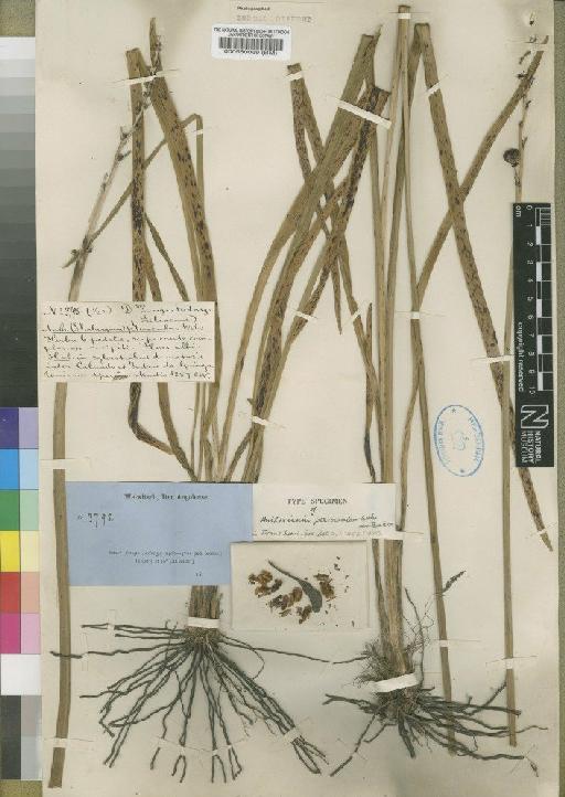 Chlorophytum pterocaulon (Welw. ex Baker) Kativu - BM000580069