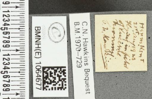 Coenonympha pamphilus (Linnaeus, 1758) - BMNHE_1064677_label_25801