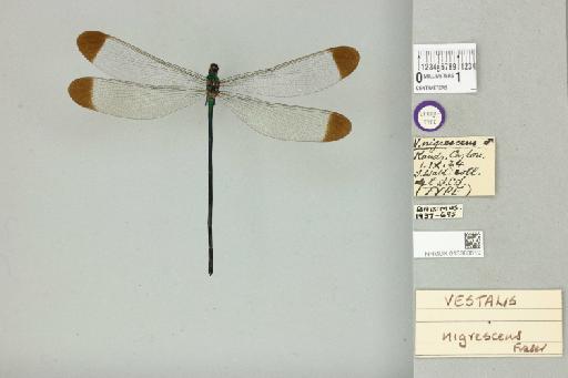 Vestalis nigrescens Fraser, 1929 - 013383619_dorsal