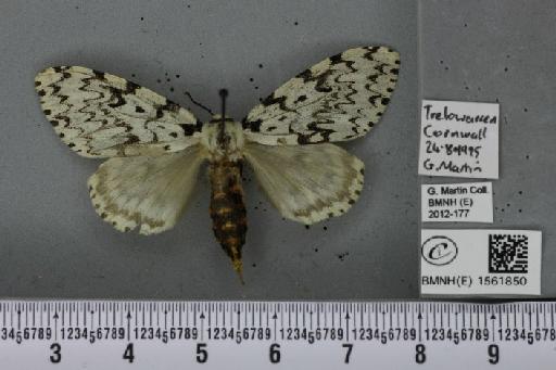 Lymantria monacha (Linnaeus, 1758) - BMNHE_1561850_251547