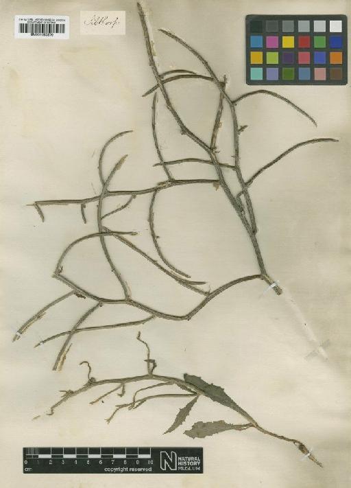 Chondrilla ramosissima Sm. - BM001050579