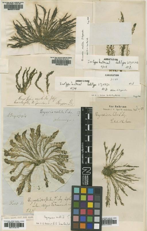 Bryopsis vestita J.Agardh - BM000619099