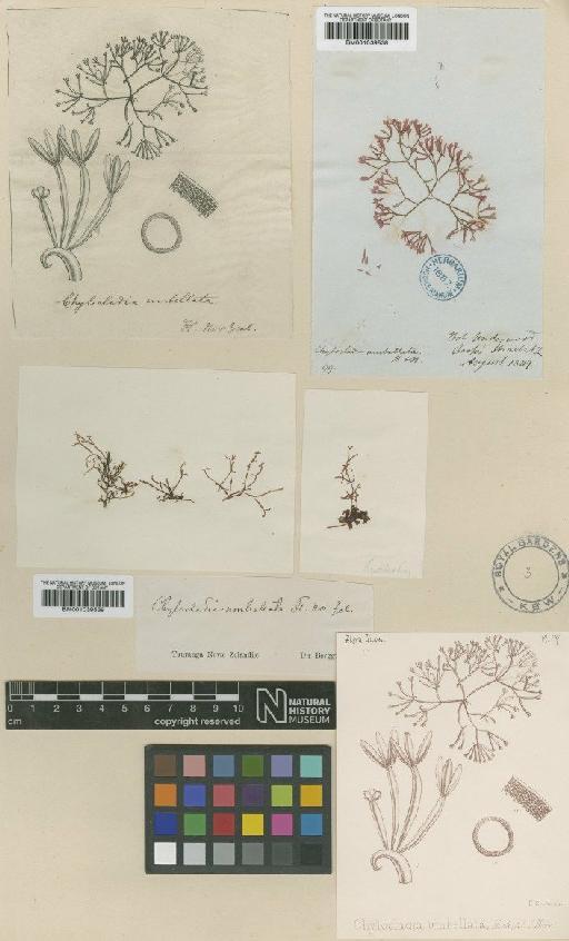 Lomentaria umbellata (Hook.f. & Harv.) Yendo - BM001039539