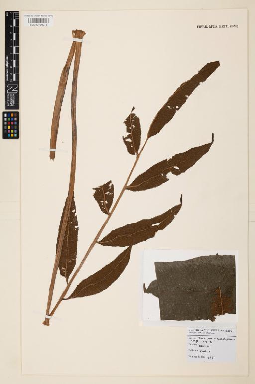 Meniscium macrophyllum Kunze - 013736918