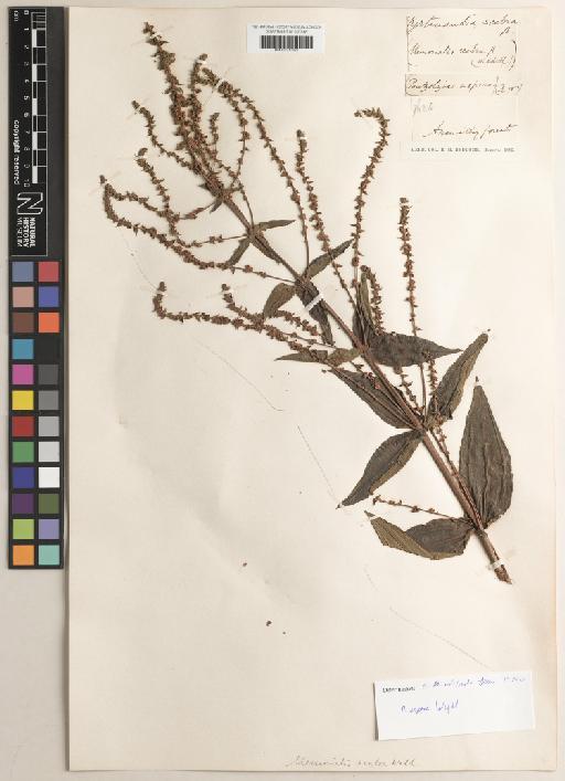 Pouzolzia pentandra var. gracilis (Miq.) Friis & Wilmot-Dear - BM001217622