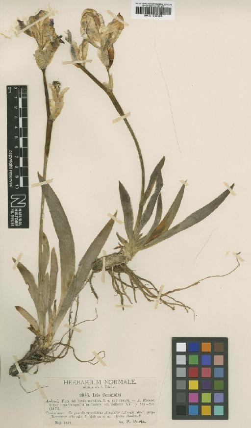 Iris pallida subsp. cengialti (Ambrosi) Foster - BM001066684