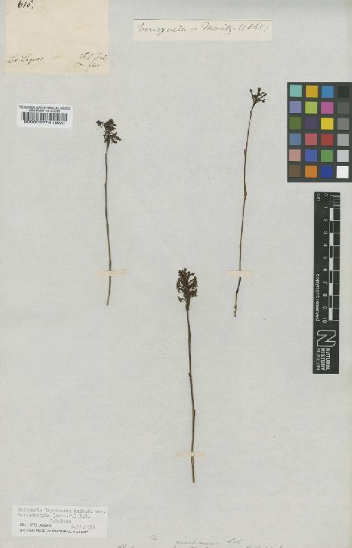 Habenaria heptadactyla Rchb.f. - BM000032574