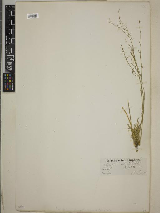 Lepidium karataviense Regel & Schmalh. - BM010776255