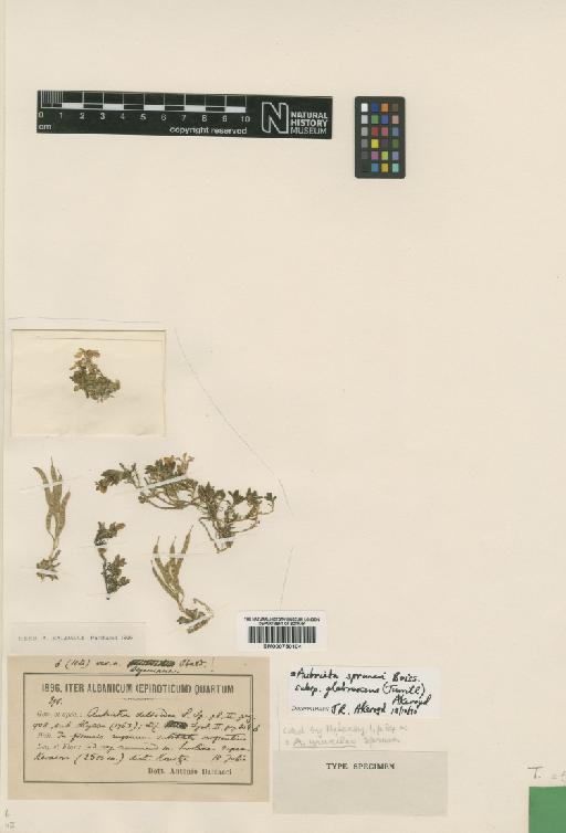 Aubrieta gracilis Spruner ex Boiss. - BM000750104