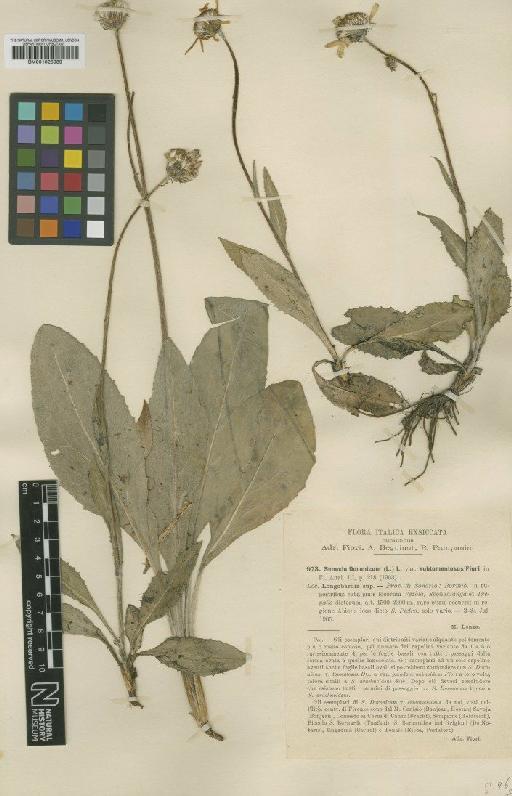 Senecio doronicum subsp. doronicum (L.) L. - BM001025989