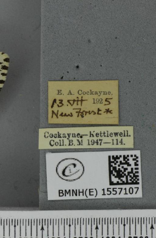 Lymantria monacha ab. mediofasciata Lempke, 1947 - BMNHE_1557107_label_251856