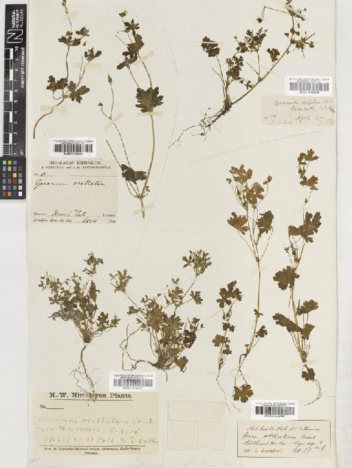 Geranium ocellatum Cambess ex Jacquem. - BM001048865