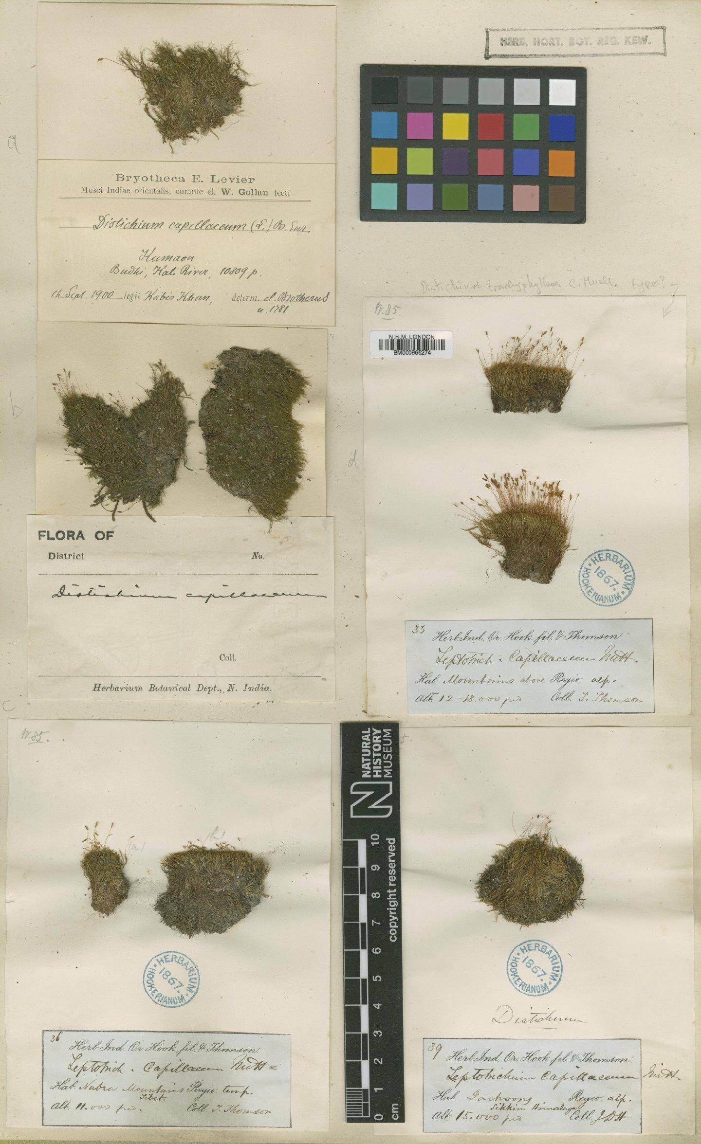 To NHMUK collection (Distichium capillaceum (Hedw.) Bruch & Schimp.; TYPE; NHMUK:ecatalogue:644)