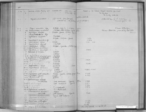 Astatoreochromis cf orthostoma - Zoology Accessions Register: Fishes: 1937 - 1960: page 205