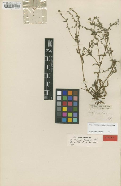 Plagiobothrys oppositifolius (Phil.) I.M.Johnst. - BM000073707