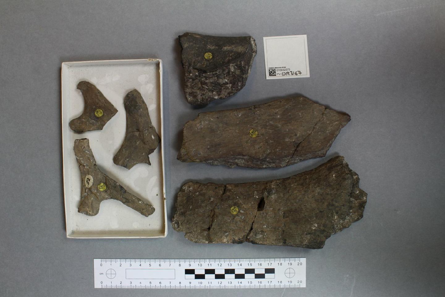 To NHMUK collection (Plesiosauria de Blainville, 1835; NHMUK:ecatalogue:4493439)