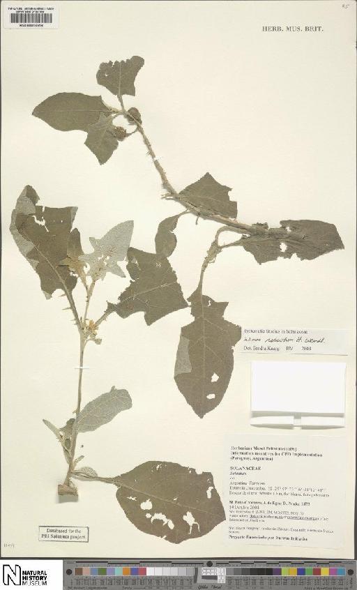 Solanum robustum H.L.Wendl. - BM000816518