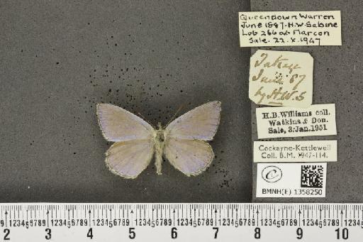 Lysandra bellargus ab. pallida Austin, 1890 - BMNHE_1358250_181274