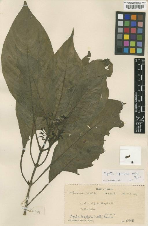 Mycetia nepalensis Hara - BM000521913