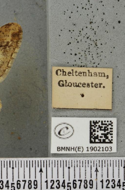 Agriopis leucophaearia (Denis & Schiffermüller, 1775) - BMNHE_1902103_label_462647