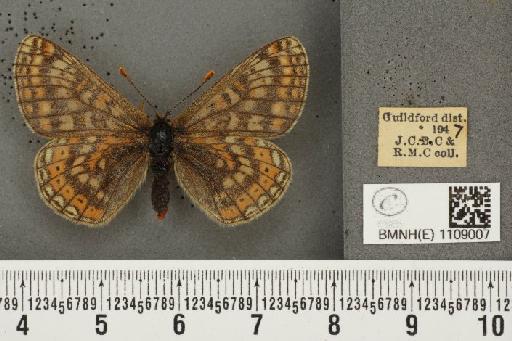 Euphydryas aurinia (Rottemburg, 1775) - BMNHE_1109007_50595