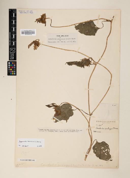 Jacquemontia tamnifolia (L.) Griseb. - 000953198