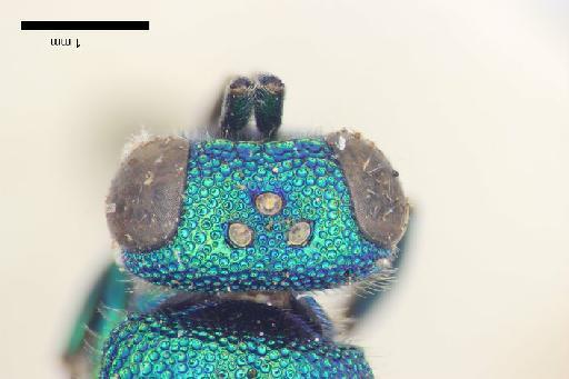 Chrysis durbar Mocsary, A., 1914 - Chrysis_durbar-BMNH(E)#970873_type-vertex_dorsal-3_2X