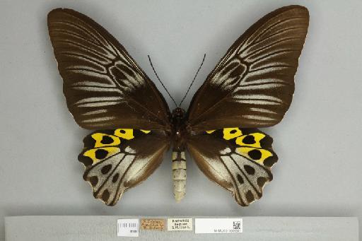 Troides hypolitus cellularis Rothschild, 1895 - 013606041__599282