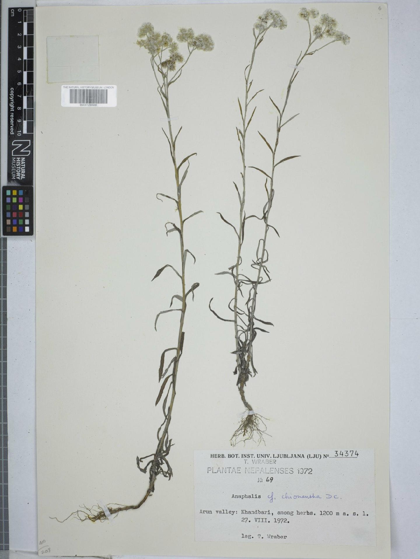 To NHMUK collection (Anaphalis chionantha DC.; NHMUK:ecatalogue:9151788)
