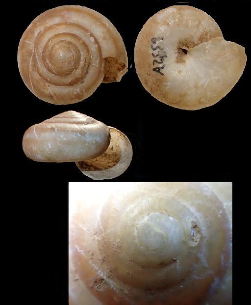 Kalidos quadrangulatus J.Gerlach et al., 2023 - 20220215, HOLOTYPE, Kalidos quadrangulatus J.Gerlach et al., 2023