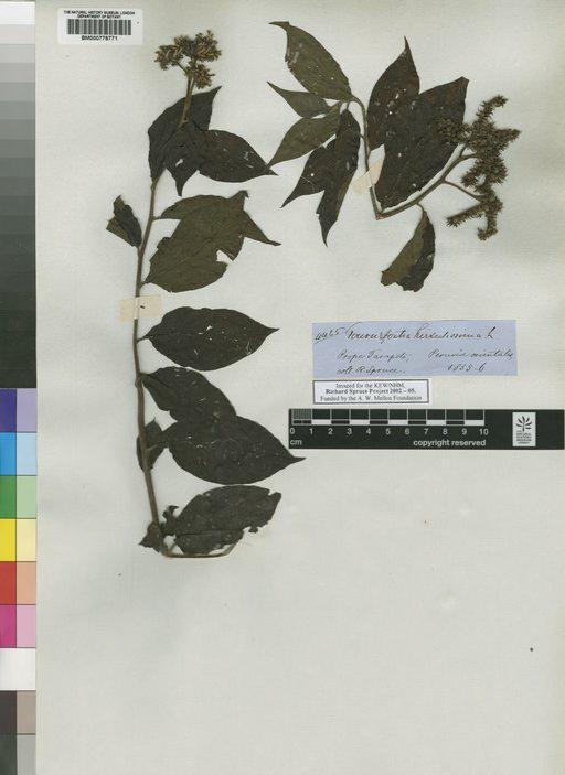 Tournefortia hirsutissima L. - Spruce - BM000778771