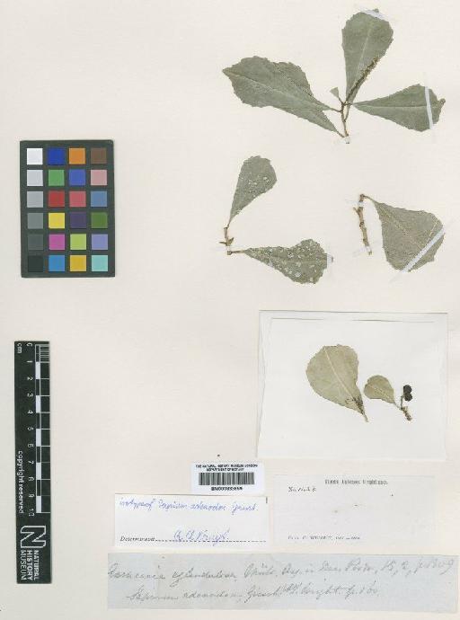 Sapium adenodon Griseb. - BM000833699