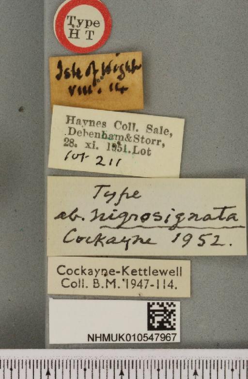 Globia sparganii ab. nigrosignata Cockayne, 1952 - NHMUK_010547967_label_606477