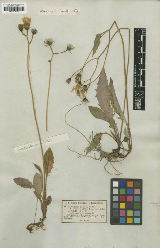 Hieracium praecox subsp. basalticum Sch.Bip. - BM001050837