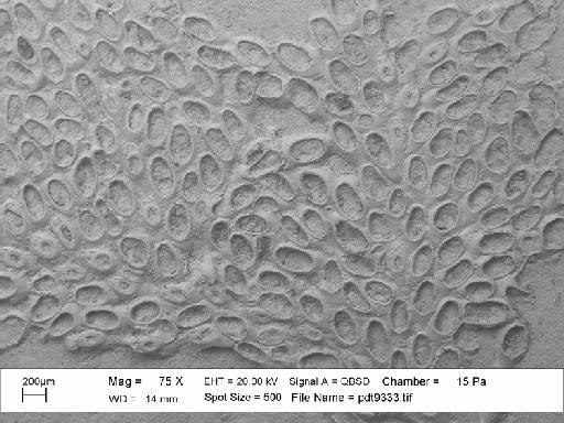 Charixa sexspinata Martha et al., 2019 - PI BZ 7895 - Charixa sexspinata