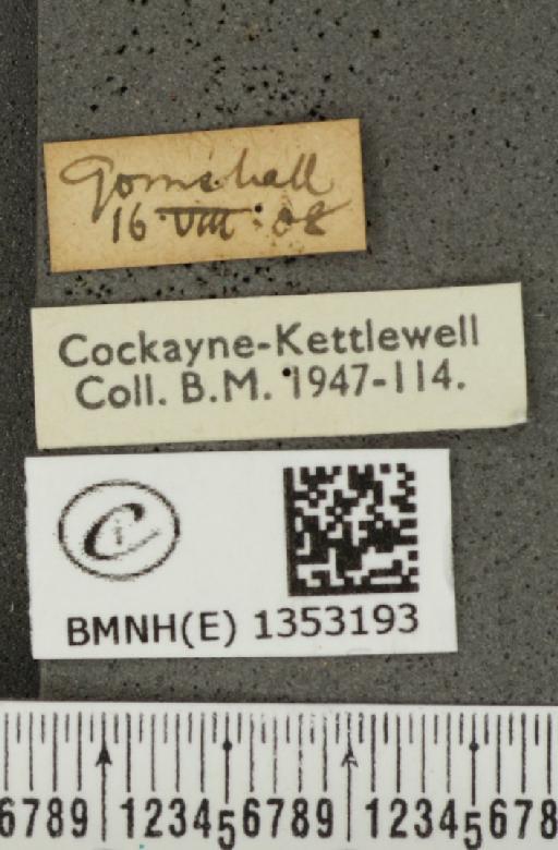 Hesperia comma (Linnaeus, 1758) - BMNHE_1353193_label_156263