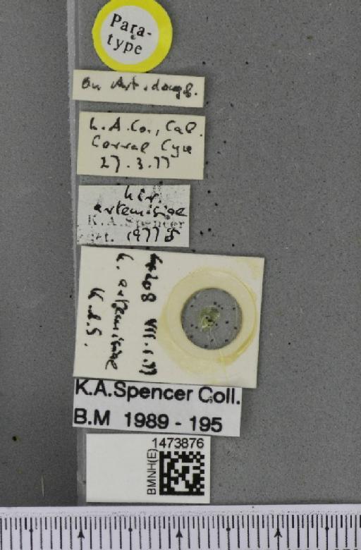Liriomyza artemisiae Spencer, 1981 - BMNHE_1473876_label_49007