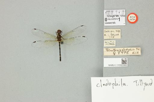 Tetrathemis cladophila Tillyard, 1908 - 013322860_dorsal