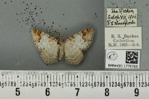 Venusia blomeri (Curtis, 1832) - BMNHE_1779760_364221