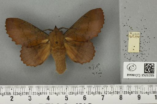 Gastropacha quercifolia (Linnaeus, 1758) - BMNHE_1521555_198418