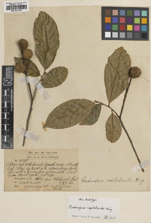 Castanopsis nephelioides King - BM000907549