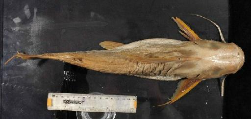 Aelurichthys longispinis Günther, 1864 - 1976.2.18.2; Elurichthys longispinis; dorsal view; ACSI Project image