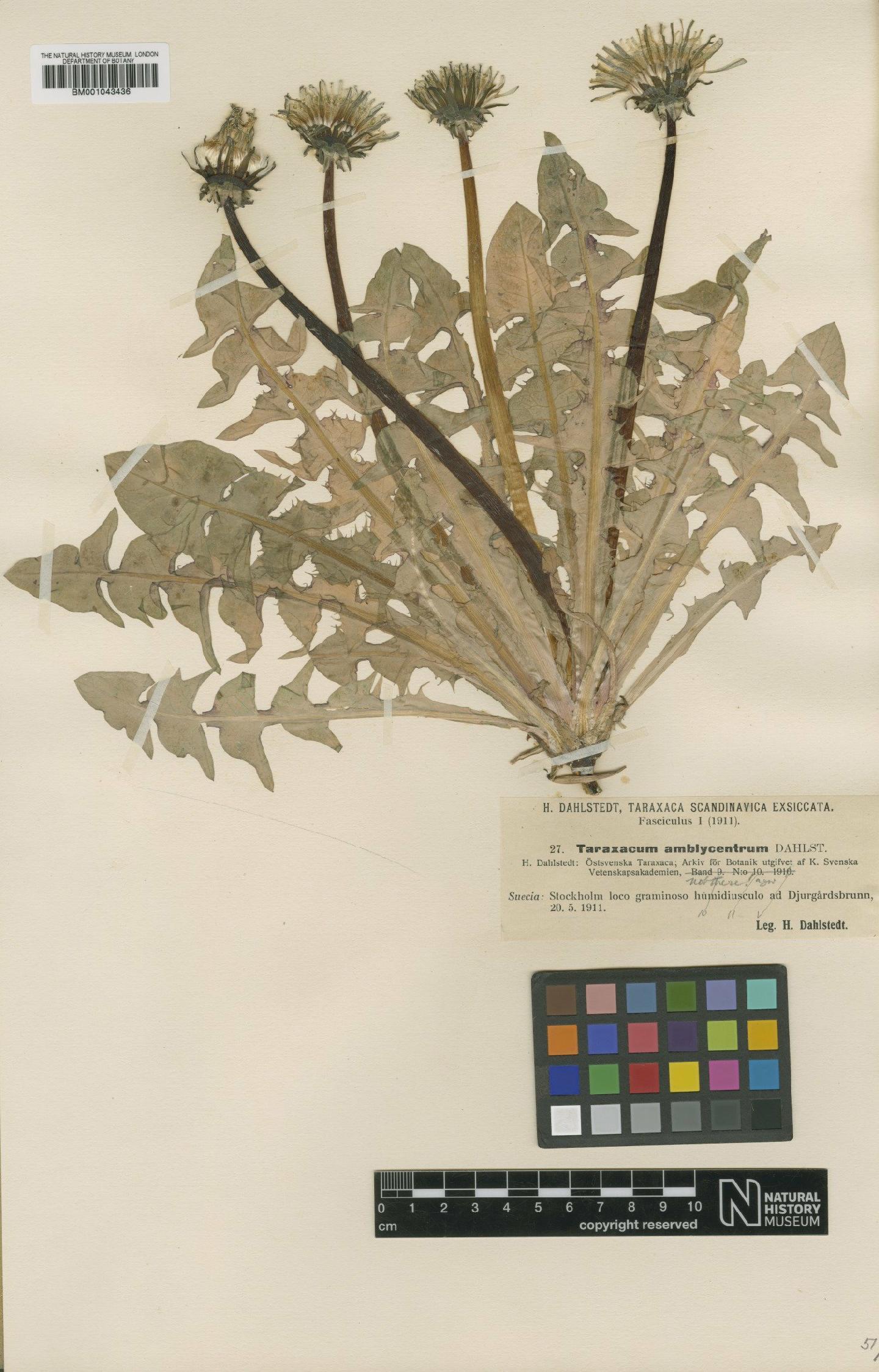 To NHMUK collection (Taraxacum cordatum Palmgren; Type; NHMUK:ecatalogue:1998136)