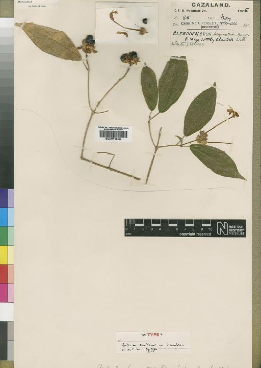 Clerodendron swynnertonii Moore - BM000798626